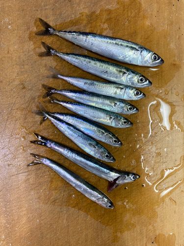 サバの釣果