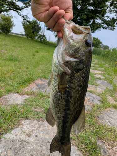 ラージマウスバスの釣果
