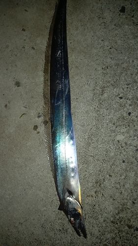 タチウオの釣果