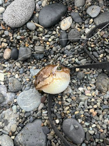フグの釣果
