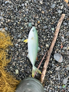 ツバスの釣果