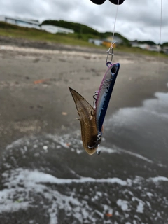 シタビラメの釣果