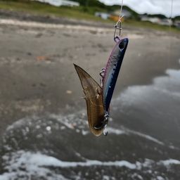シタビラメ