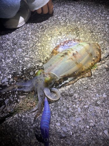 アオリイカの釣果