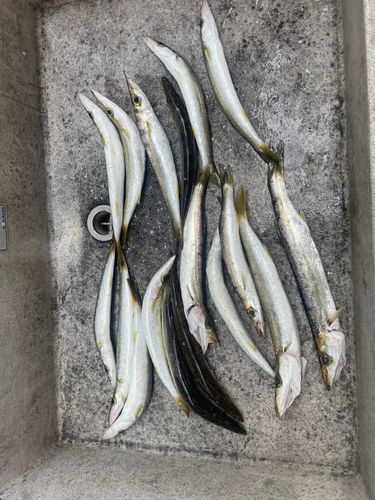 アカカマスの釣果