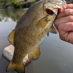 スモールマウスバス