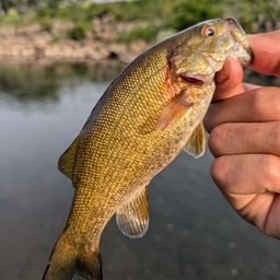 スモールマウスバス