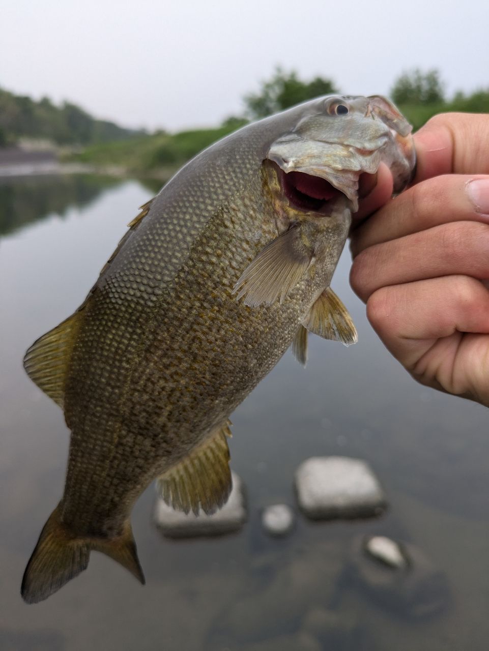 スモールマウスバス