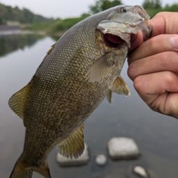 スモールマウスバス
