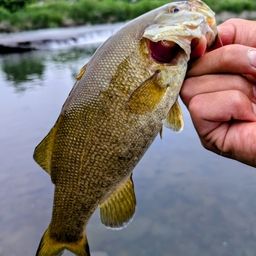 スモールマウスバス