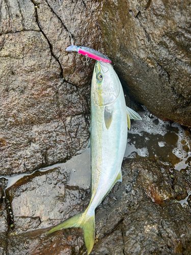 イナダの釣果
