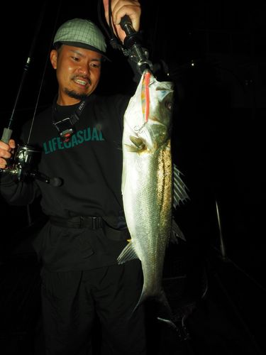 シーバスの釣果