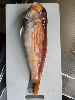 アマダイの釣果