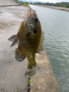 ブルーギルの釣果