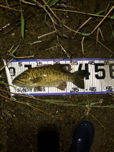 スモールマウスバスの釣果