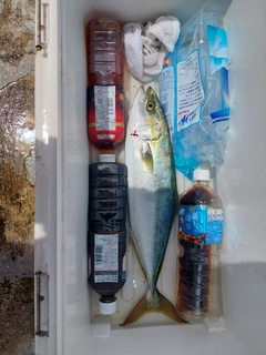 ハマチの釣果