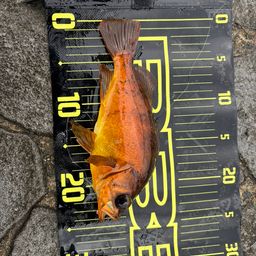 メバル