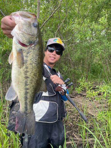 ブラックバスの釣果