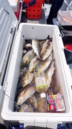 イサキの釣果