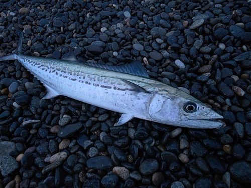 サゴシの釣果