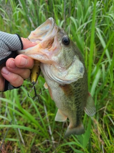 ブラックバスの釣果