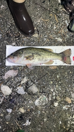 ブラックバスの釣果