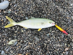 ワカシの釣果