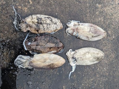 コウイカの釣果