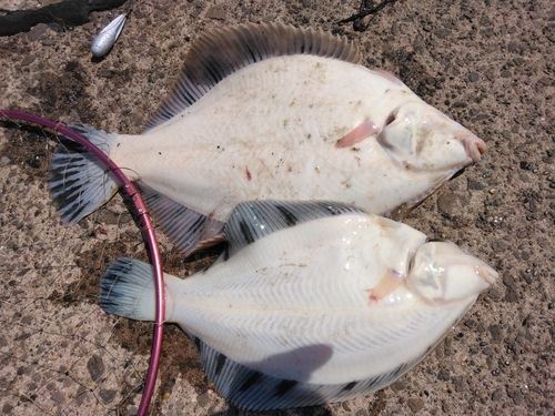 クロガシラガレイ