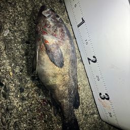 クロソイ