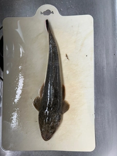 マゴチの釣果