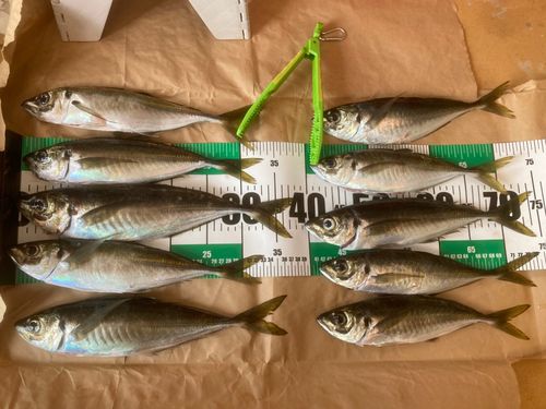 アジの釣果