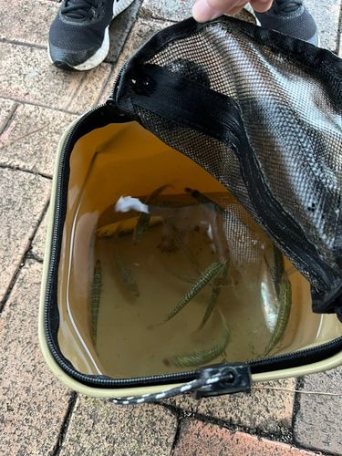サバの釣果