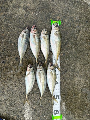 アジの釣果