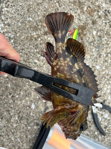 カサゴの釣果
