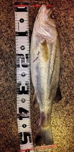 フッコ（マルスズキ）の釣果