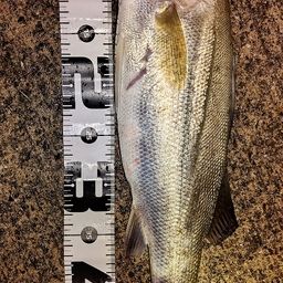 フッコ（マルスズキ）