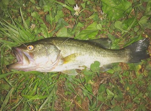 ブラックバスの釣果