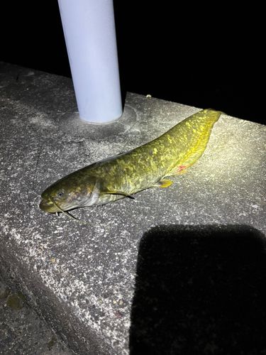 ナマズの釣果
