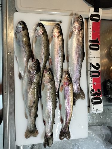 ニジマスの釣果