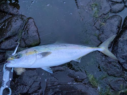 ワラサの釣果