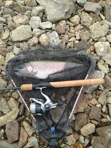 ニジマスの釣果