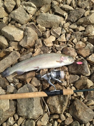 ニジマスの釣果