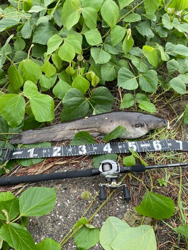 ナマズの釣果