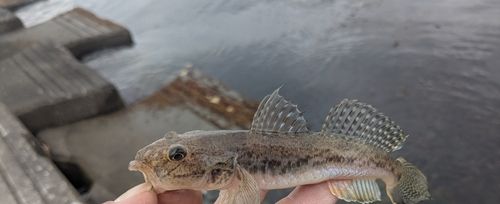 ハゼの釣果