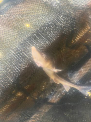 チョウザメの釣果