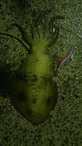 アオリイカの釣果