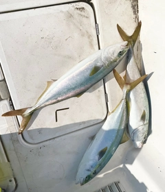 ブリの釣果