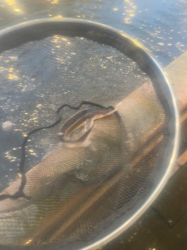 チョウザメの釣果