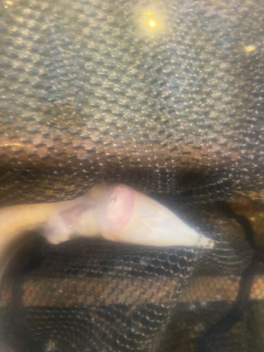 チョウザメの釣果